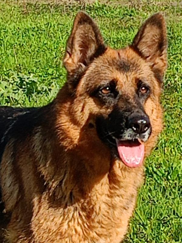 💞 INSEPARABILI: BALU & BEA CERCANO CASA 💞 Foto 3